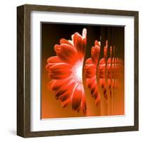 Gerbera Flower Vertical Slivers-Winfred Evers-Framed Premium Photographic Print