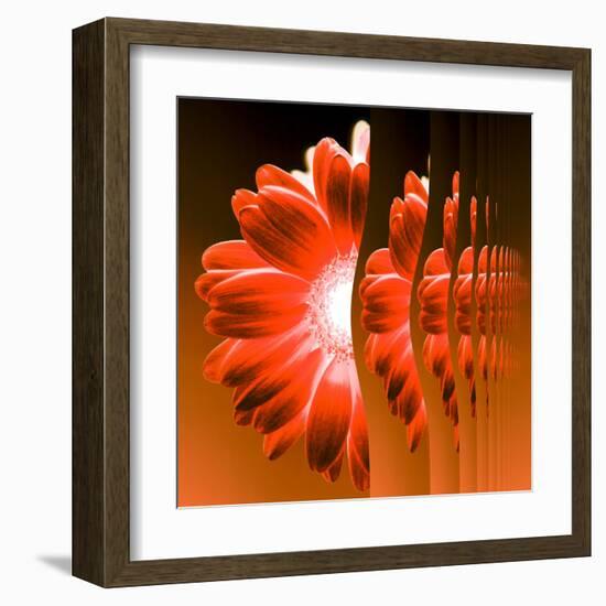 Gerbera Flower Vertical Slivers-Winfred Evers-Framed Premium Photographic Print