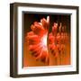 Gerbera Flower Vertical Slivers-Winfred Evers-Framed Premium Photographic Print