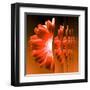 Gerbera Flower Vertical Slivers-Winfred Evers-Framed Premium Photographic Print