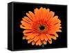 Gerbera Flower-Valengilda-Framed Stretched Canvas