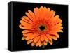 Gerbera Flower-Valengilda-Framed Stretched Canvas