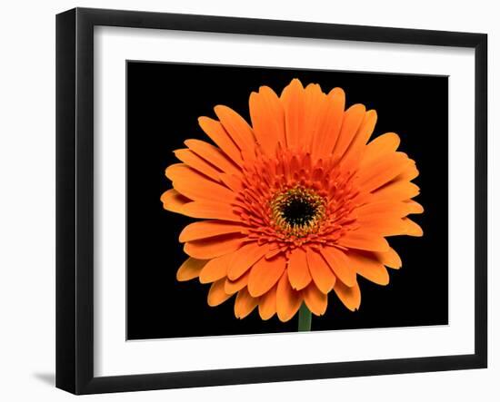 Gerbera Flower-Valengilda-Framed Photographic Print
