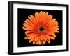 Gerbera Flower-Valengilda-Framed Photographic Print