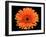 Gerbera Flower-Valengilda-Framed Photographic Print