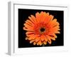 Gerbera Flower-Valengilda-Framed Photographic Print