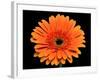 Gerbera Flower-Valengilda-Framed Photographic Print