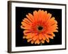 Gerbera Flower-Valengilda-Framed Photographic Print