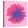 Gerbera Flower-IAN HOOTON/SPL-Stretched Canvas