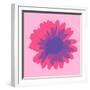 Gerbera Flower-IAN HOOTON/SPL-Framed Photographic Print