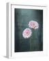 Gerbera, Flowers, Blossoms, Pink, Still Life-Axel Killian-Framed Photographic Print