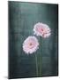 Gerbera, Flowers, Blossoms, Pink, Still Life-Axel Killian-Mounted Photographic Print