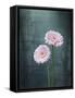 Gerbera, Flowers, Blossoms, Pink, Still Life-Axel Killian-Framed Stretched Canvas