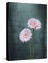 Gerbera, Flowers, Blossoms, Pink, Still Life-Axel Killian-Stretched Canvas