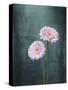 Gerbera, Flowers, Blossoms, Pink, Still Life-Axel Killian-Stretched Canvas
