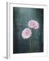 Gerbera, Flowers, Blossoms, Pink, Still Life-Axel Killian-Framed Photographic Print