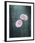 Gerbera, Flowers, Blossoms, Pink, Still Life-Axel Killian-Framed Photographic Print