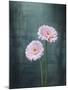 Gerbera, Flowers, Blossoms, Pink, Still Life-Axel Killian-Mounted Photographic Print