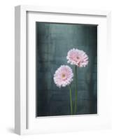 Gerbera, Flowers, Blossoms, Pink, Still Life-Axel Killian-Framed Photographic Print