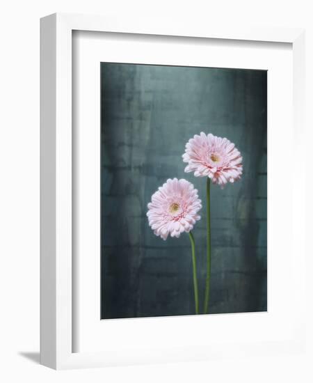 Gerbera, Flowers, Blossoms, Pink, Still Life-Axel Killian-Framed Photographic Print