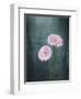 Gerbera, Flowers, Blossoms, Pink, Still Life-Axel Killian-Framed Photographic Print