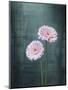 Gerbera, Flowers, Blossoms, Pink, Still Life-Axel Killian-Mounted Photographic Print