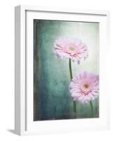 Gerbera, Flowers, Blossoms, Pink, Still Life-Axel Killian-Framed Photographic Print