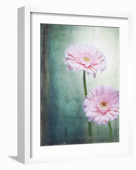 Gerbera, Flowers, Blossoms, Pink, Still Life-Axel Killian-Framed Photographic Print