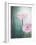 Gerbera, Flowers, Blossoms, Pink, Still Life-Axel Killian-Framed Photographic Print