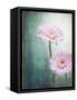 Gerbera, Flowers, Blossoms, Pink, Still Life-Axel Killian-Framed Stretched Canvas