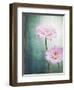 Gerbera, Flowers, Blossoms, Pink, Still Life-Axel Killian-Framed Photographic Print