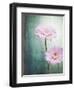 Gerbera, Flowers, Blossoms, Pink, Still Life-Axel Killian-Framed Photographic Print