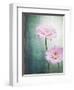 Gerbera, Flowers, Blossoms, Pink, Still Life-Axel Killian-Framed Photographic Print