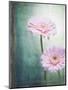 Gerbera, Flowers, Blossoms, Pink, Still Life-Axel Killian-Mounted Photographic Print