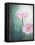 Gerbera, Flowers, Blossoms, Pink, Still Life-Axel Killian-Framed Stretched Canvas