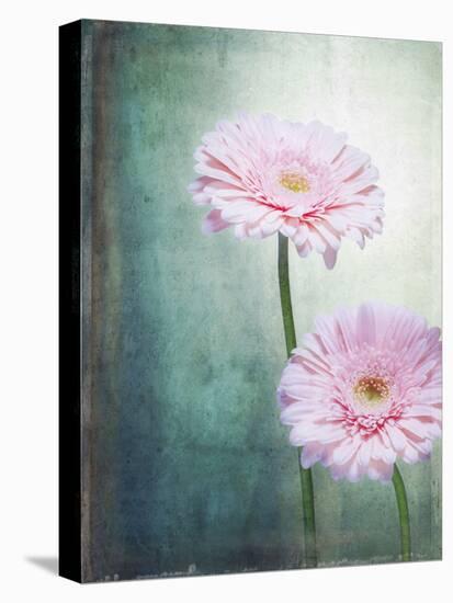 Gerbera, Flowers, Blossoms, Pink, Still Life-Axel Killian-Stretched Canvas