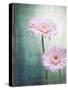 Gerbera, Flowers, Blossoms, Pink, Still Life-Axel Killian-Stretched Canvas