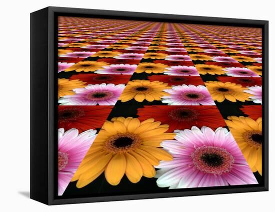 Gerbera Flowers Multiplied in Tiles-Winfred Evers-Framed Stretched Canvas