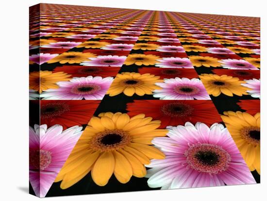 Gerbera Flowers Multiplied in Tiles-Winfred Evers-Stretched Canvas