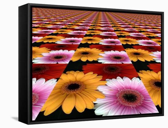 Gerbera Flowers Multiplied in Tiles-Winfred Evers-Framed Stretched Canvas