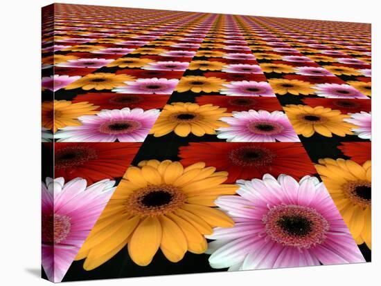 Gerbera Flowers Multiplied in Tiles-Winfred Evers-Stretched Canvas