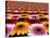 Gerbera Flowers Multiplied in Tiles-Winfred Evers-Stretched Canvas