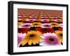 Gerbera Flowers Multiplied in Tiles-Winfred Evers-Framed Photographic Print