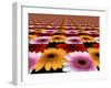 Gerbera Flowers Multiplied in Tiles-Winfred Evers-Framed Photographic Print