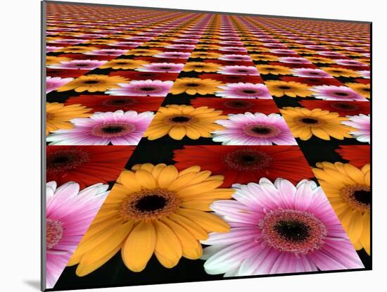 Gerbera Flowers Multiplied in Tiles-Winfred Evers-Mounted Photographic Print