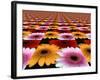 Gerbera Flowers Multiplied in Tiles-Winfred Evers-Framed Photographic Print