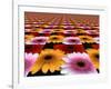 Gerbera Flowers Multiplied in Tiles-Winfred Evers-Framed Photographic Print