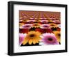 Gerbera Flowers Multiplied in Tiles-Winfred Evers-Framed Photographic Print