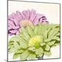 Gerbera Glory I-Linda Wood-Mounted Giclee Print