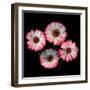 Gerbera I-Magda Indigo-Framed Photographic Print